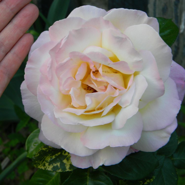 The Story of the Peace Rose: A Beautiful Symbol of Love and Peace