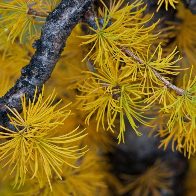 The Enigmatic Larch: A Fascinating Tree of the Northern Forests