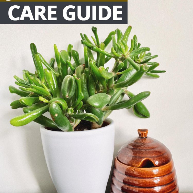 The Beautiful and Resilient Jade Plant: A Must-Have for Every Plant Enthusiast