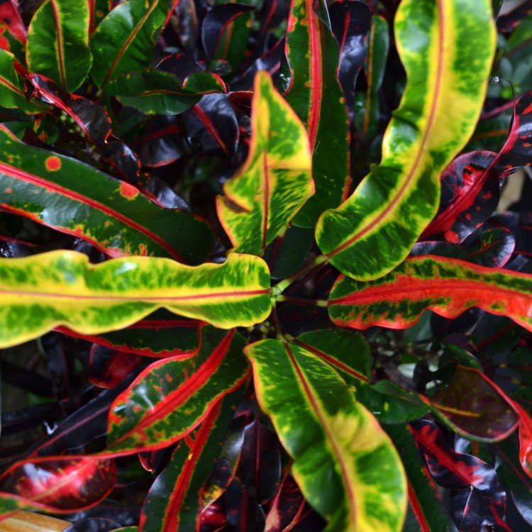 The Splendor of Croton: A Guide to this Fascinating Plant