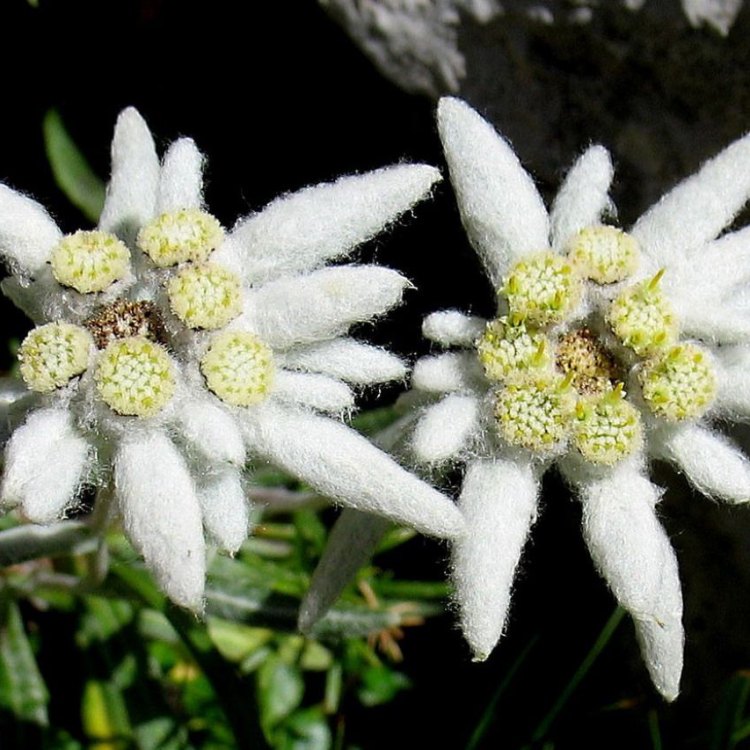 The Enigmatic and Beautiful Edelweiss: A Hidden Gem of Alpine Meadows
