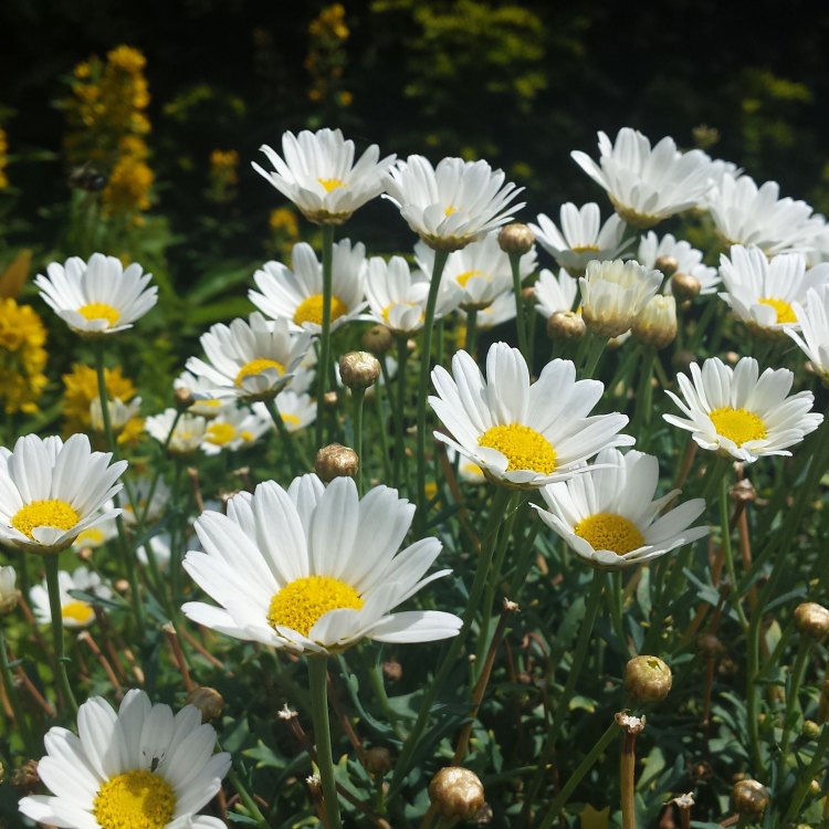 A Symbol of Beauty: The Oxeye Daisy