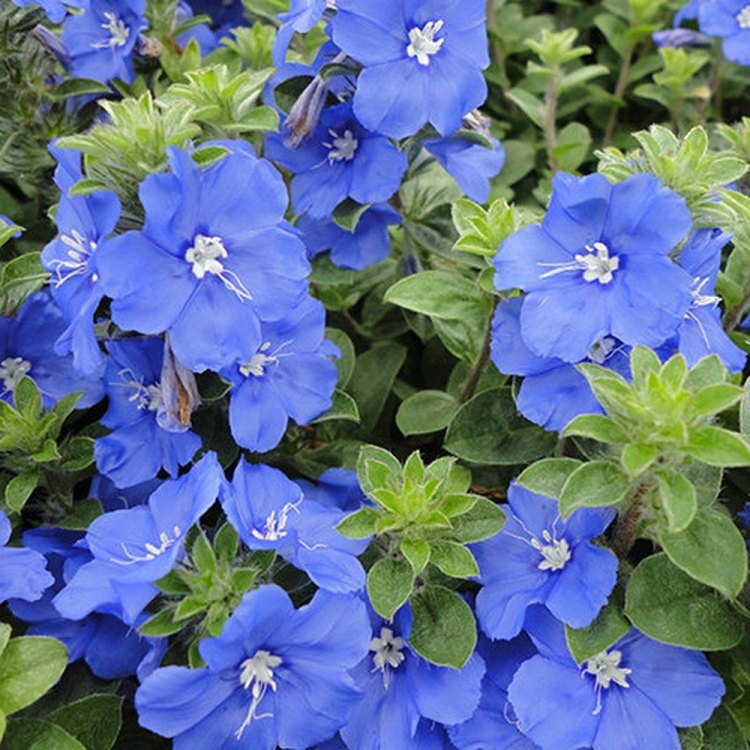 Discover the Hidden Beauty of Blue Daze: The Perfect Ground Cover for Your Garden