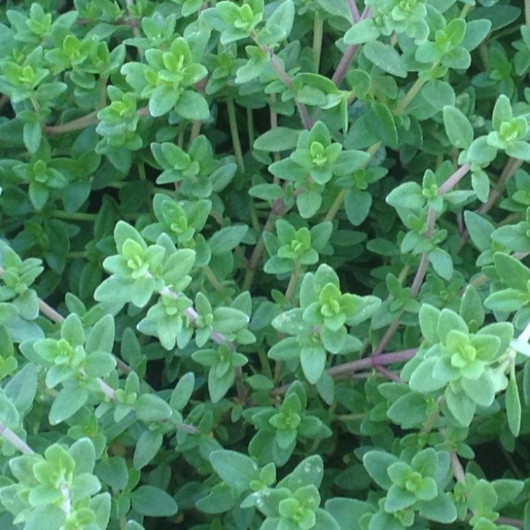 Discovering the Versatile Beauty and Benefits of English Thyme