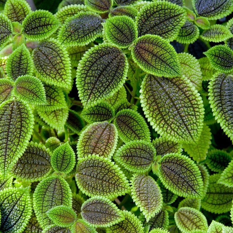 Pilea Involucrata: A Stunning Tropical Plant with Tricolor Leaves