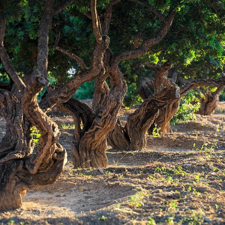 The Fascinating Mastic Tree: A True Gem of the Mediterranean