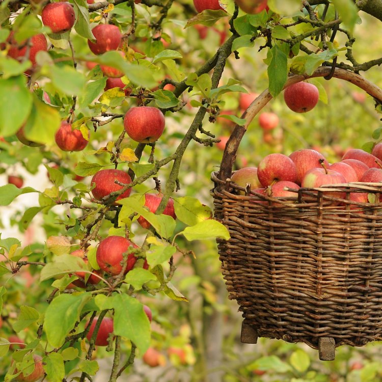 The Early Harvest Apple Tree: A Delicious and Versatile Addition to Any Orchard or Garden