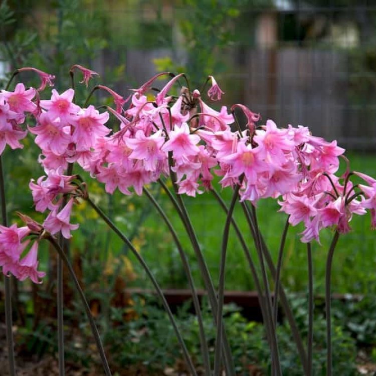 The Alluring Beauty of the Naked Lady: An Introduction to Amaryllis Belladonna