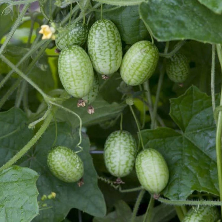 A Fascinating Plant: The Cucamelon
