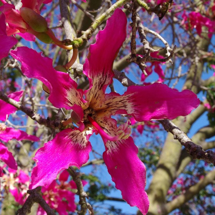 Silk Floss Tree: A Natural Wonder of Argentina