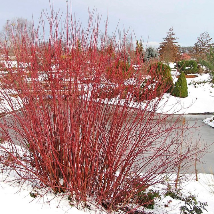 Red Twig Dogwood: A Vibrant Addition to Your Garden