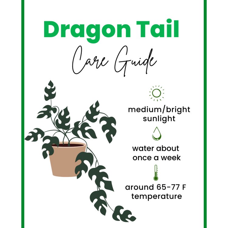 Discover the Mystical Elegance of Dragon Tail: The Epipremnum Aureum