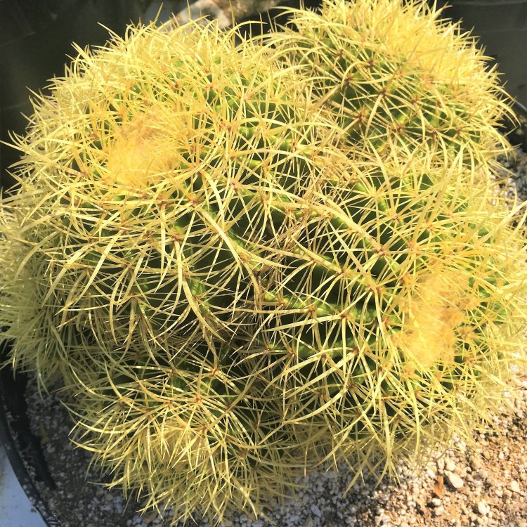 The Fascinating World of the Golden Barrel Cactus