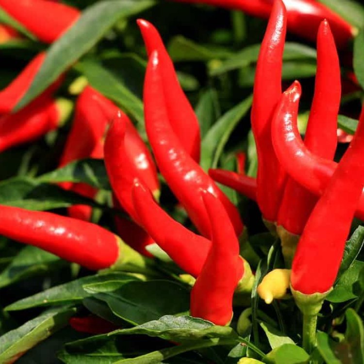 Cayenne Pepper: The Hot and Healthy Spice from Central and South America