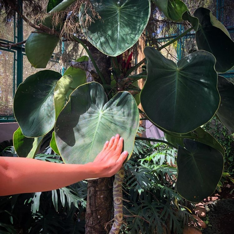 The Lush and Enigmatic Philodendron Rugosum: A Guide to the Tropical Beauty