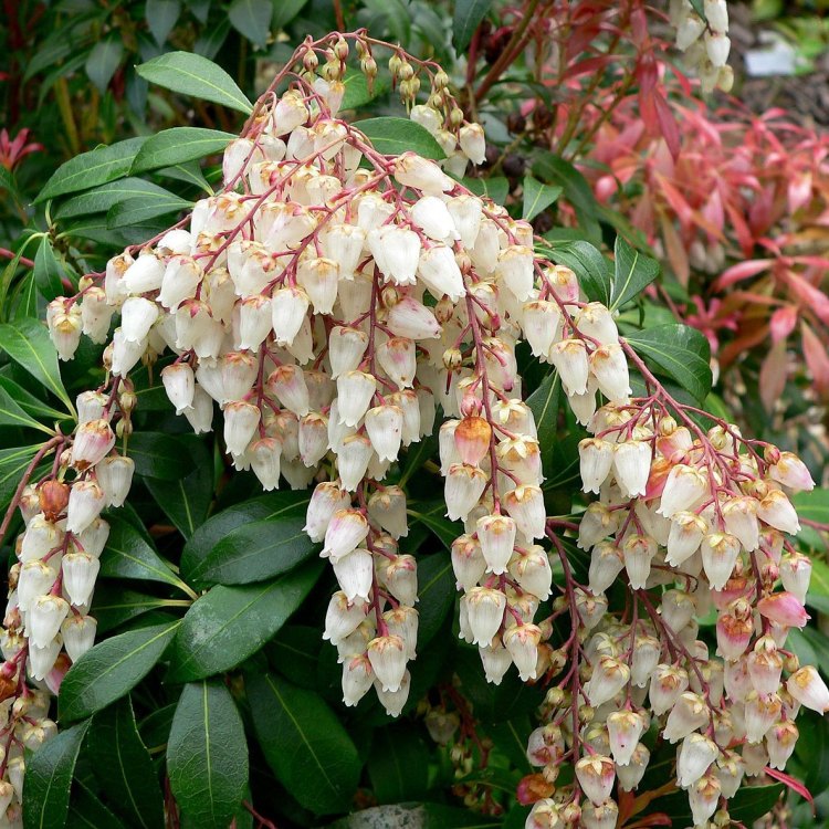 The Enchanting Japanese Pieris: A Must-Have for Every Garden