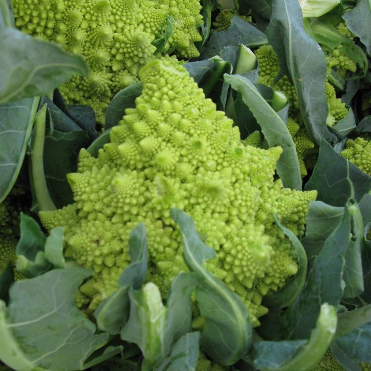 Romanesco Broccoli: Exploring the Fascinating World of this Unique Vegetable