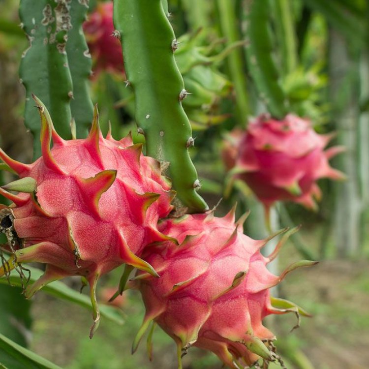 The Fascinating World of Dragonfruit: A Look Into the Mysteries of Hylocereus Undatus