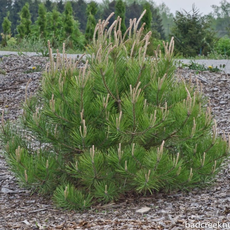 The Resilient Pitch Pine: A Symbol of North America's Undying Spirit