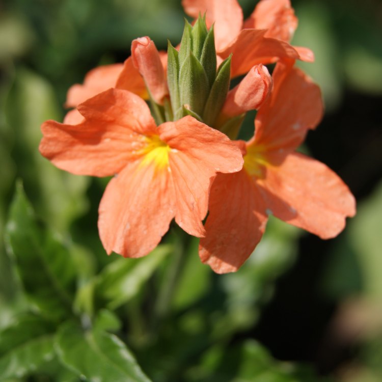 The Blooming Beauty: Crossandra infundibuliformis