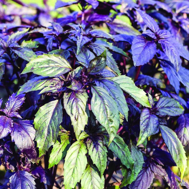 The Alluring Beauty and Benefits of Dark Opal Basil