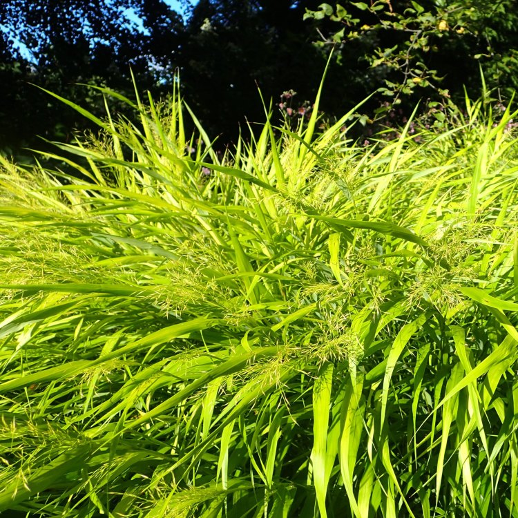 The Vibrant and Versatile Japanese Forest Grass: A Must-Have for any Garden