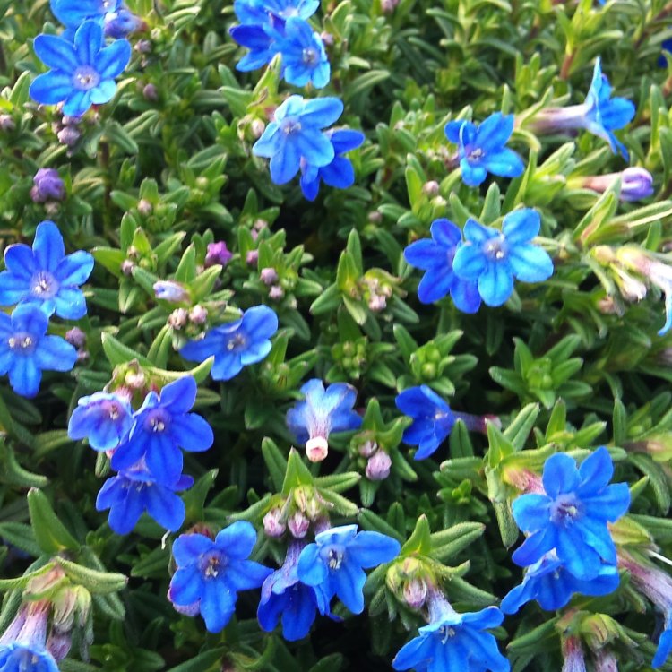 Lithodora - The Bright Blue Flower That Refreshes The Dull Landscape