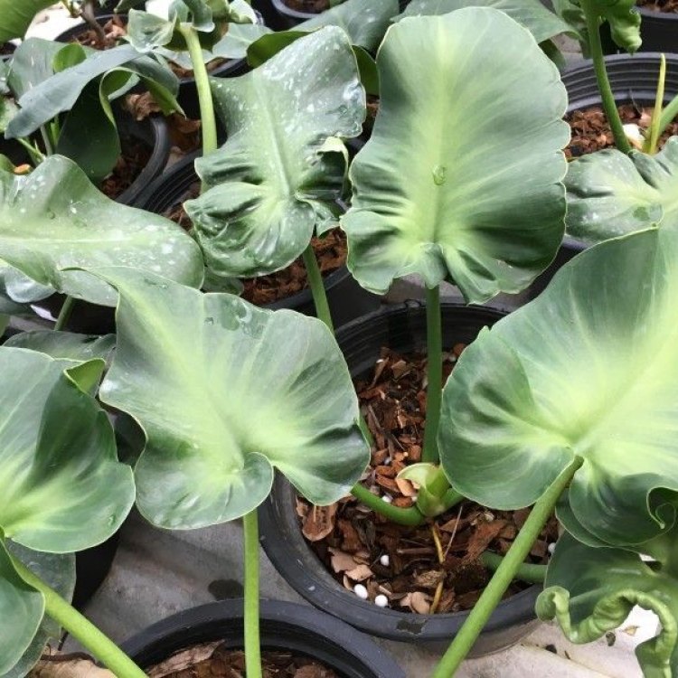 Philodendron Rugosum