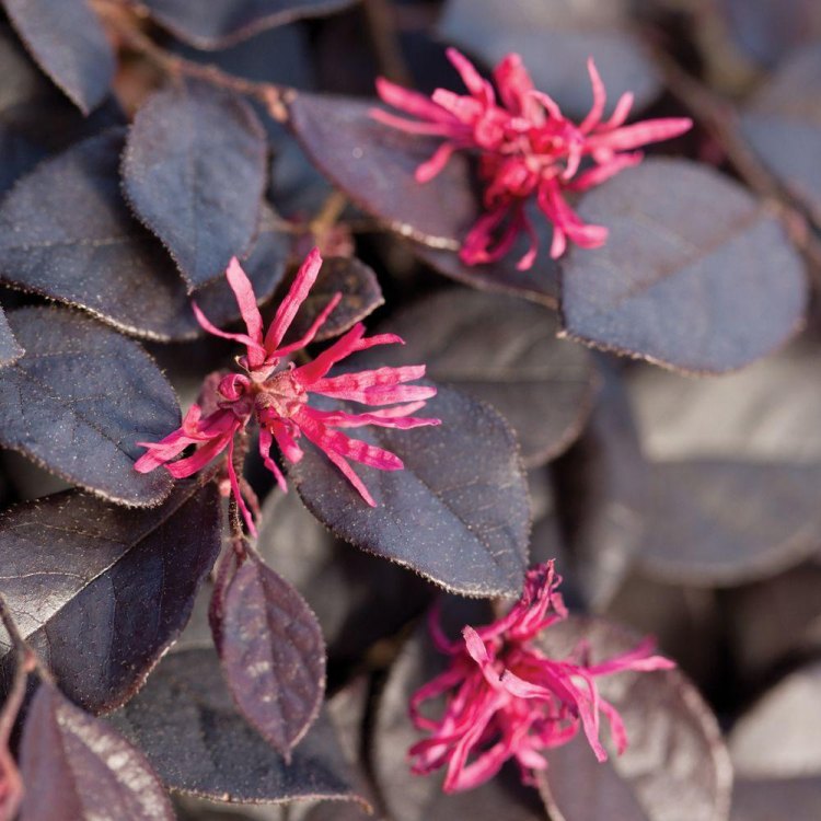 The Enchanting Loropetalum: A Forest Jewel From China and Japan
