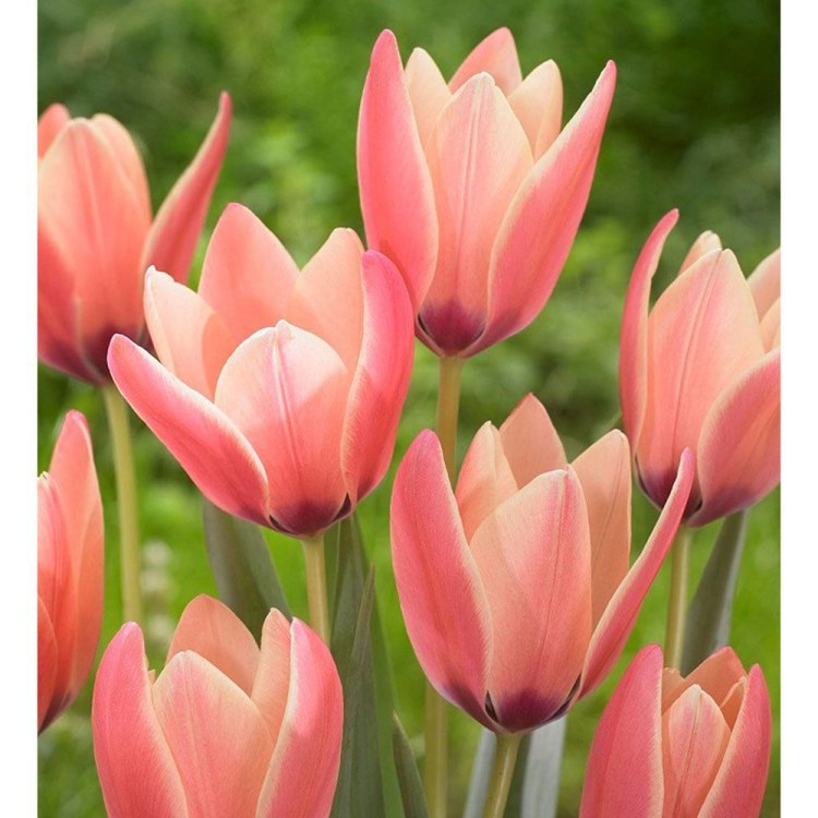 The Timeless Beauty of Tulips: A Comprehensive Guide