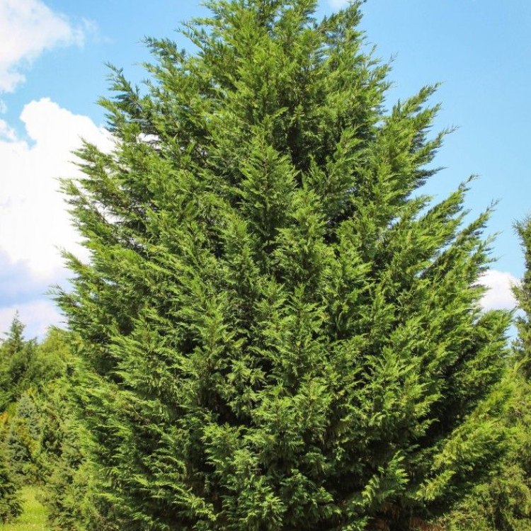 The Magnificent Leyland Cypress: A True Evergreen Beauty