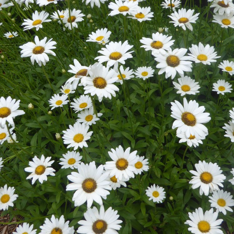 The Majestic Shasta Daisy: A Symbol of Beauty and Resilience