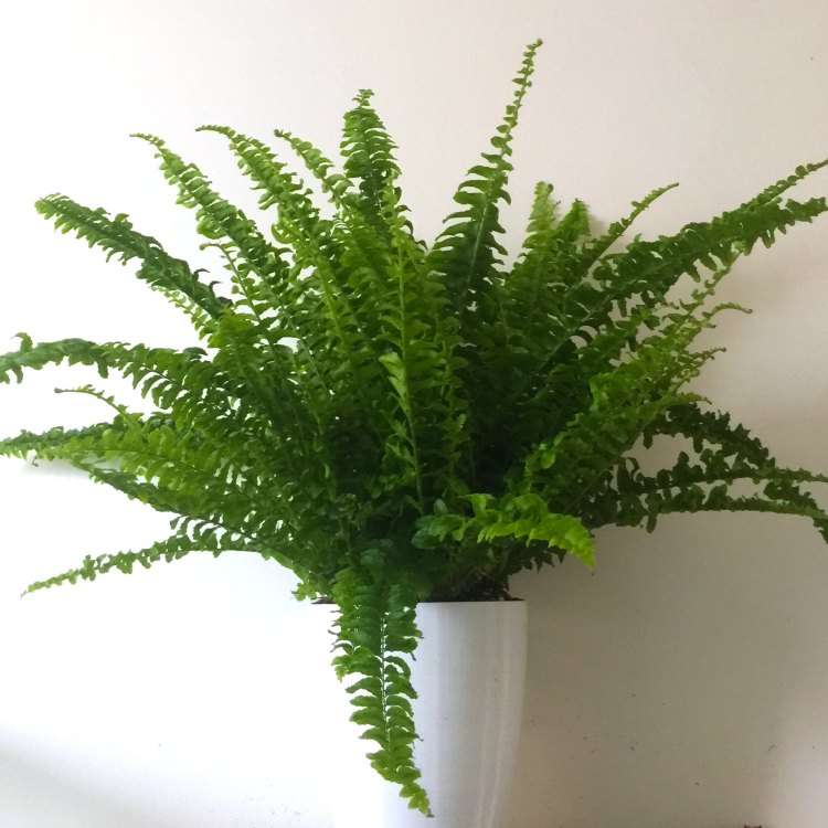 The Enchanting Boston Fern: A Guide to Growing and Caring for this Lush and Vibrant Houseplant