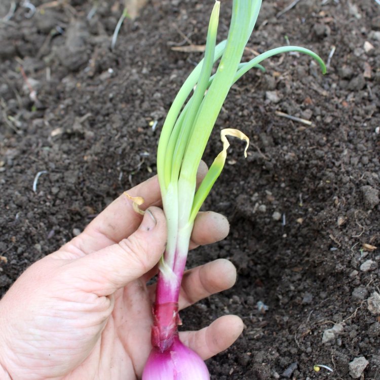 The Majestic and Versatile Giant Onion: All About Allium giganteum