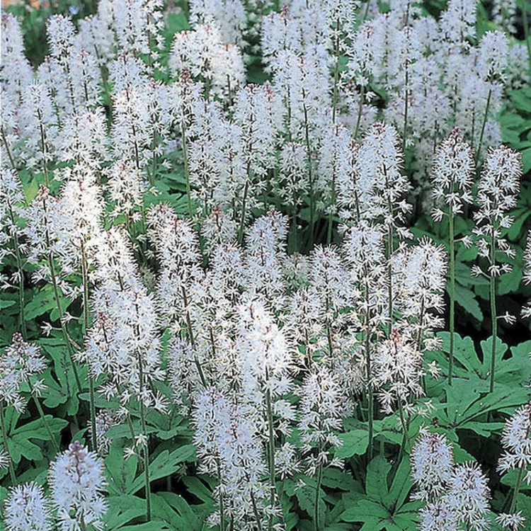 Foamflower: A Small but Mighty Presence in Eastern North American Forests