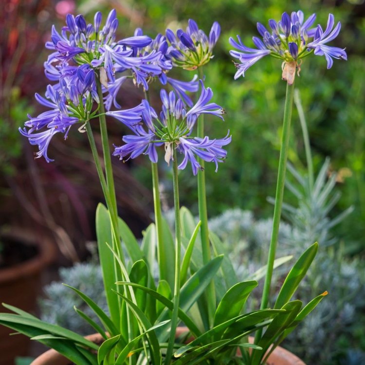 Agapanthus: A Timeless Beauty of the Plant Kingdom
