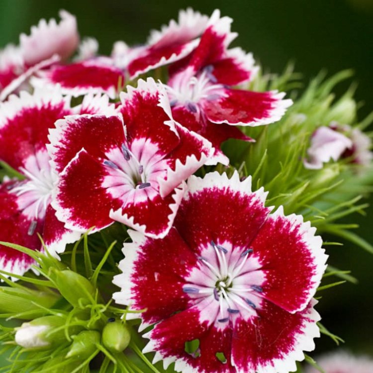 The Stunning Dianthus: A Closer Look at the Carnation Plant