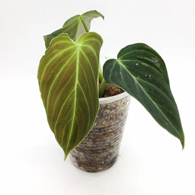Exploring the Enchanting Philodendron Verrucosum: A Tropical Treasure of South America
