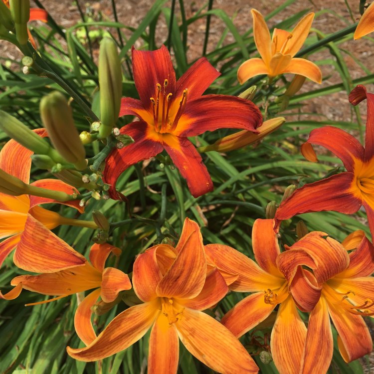 The Vibrant and Versatile Orange Daylily