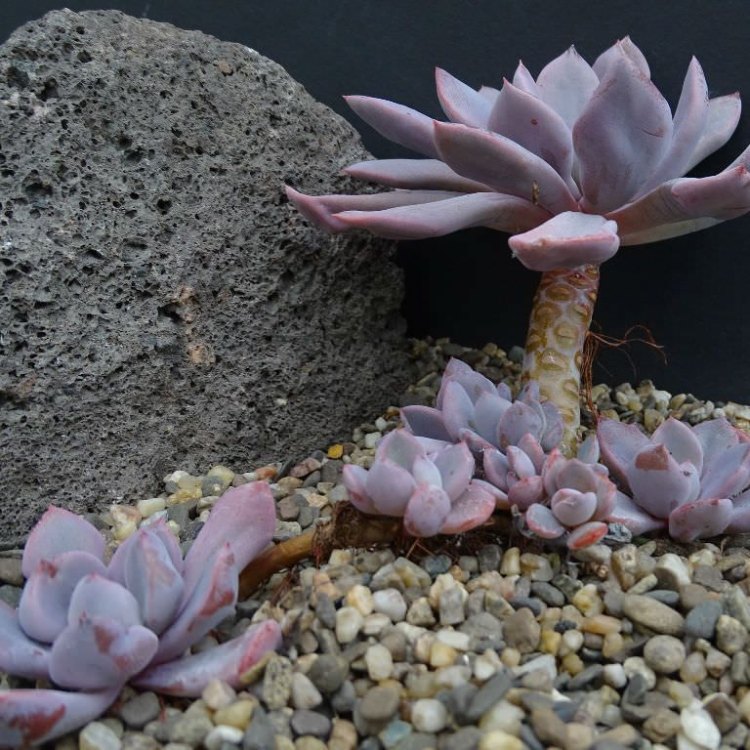 Topsy Debbi: A Purple Beauty from the Indonesian Rainforests