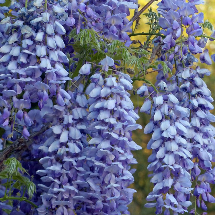 Uncovering the Astonishing Chinese Wisteria: A Gorgeous Woody Vine from the Orient