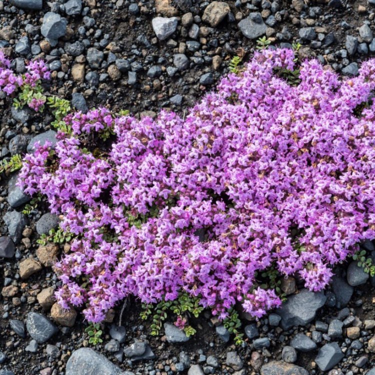 A Closer Look at Creeping Thyme: A Beautiful and Resilient Plant