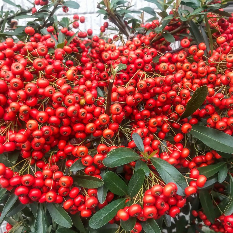 The Fiery Beauty of Firethorn: An Introduction to Pyracantha Coccinea