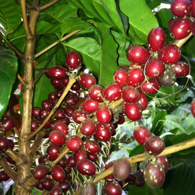The Versatile and Beloved Coffee Plant