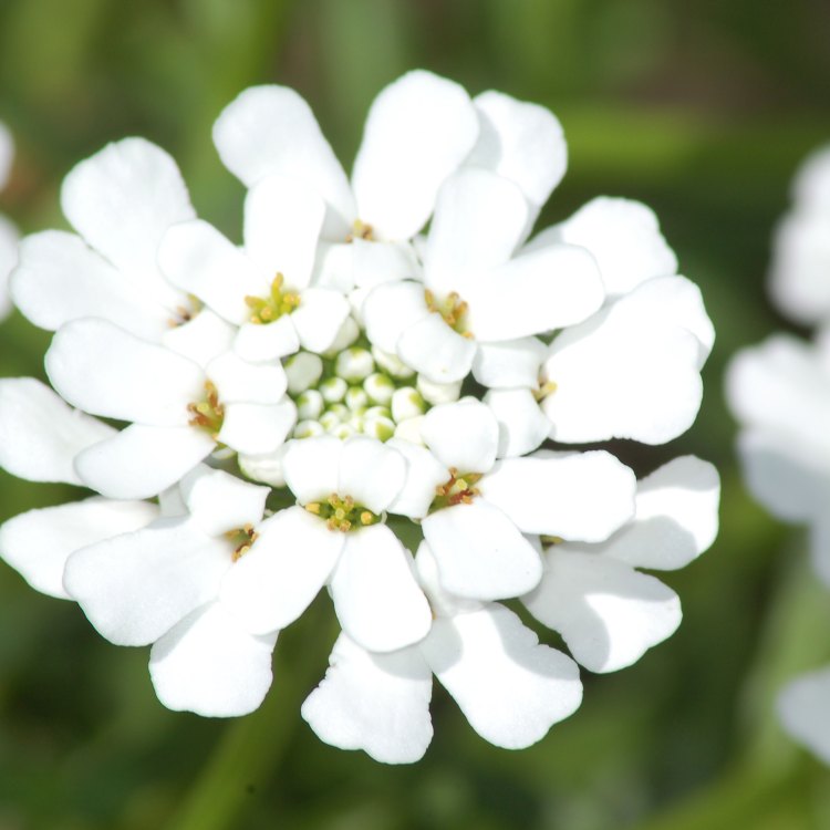 Candytuft: A Beautiful Addition to Your Garden
