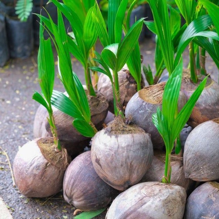 The Magnificent Coconut Palm: A True Treasure of Tropical Regions