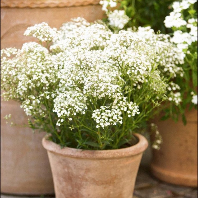 Baby's Breath: Adding a Touch of Delicacy to Your Garden
