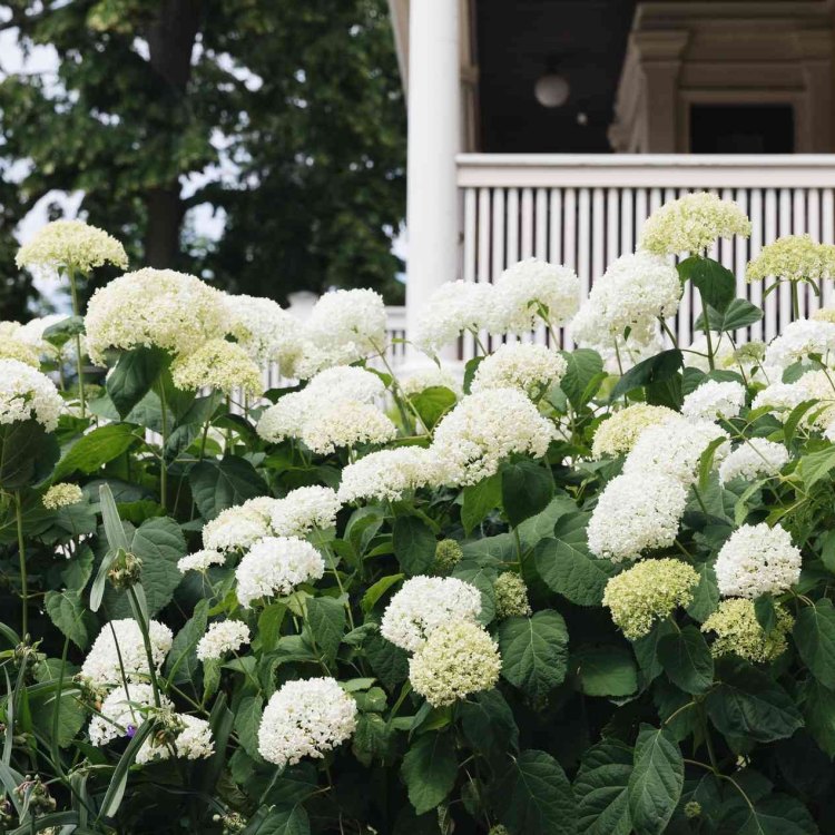 The Incredible Incrediball Hydrangea: A Marvel of Nature