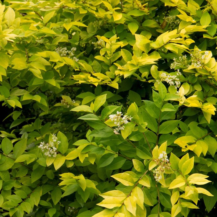 The Mythical Privet: A Stunning Shrub in Your Own Backyard