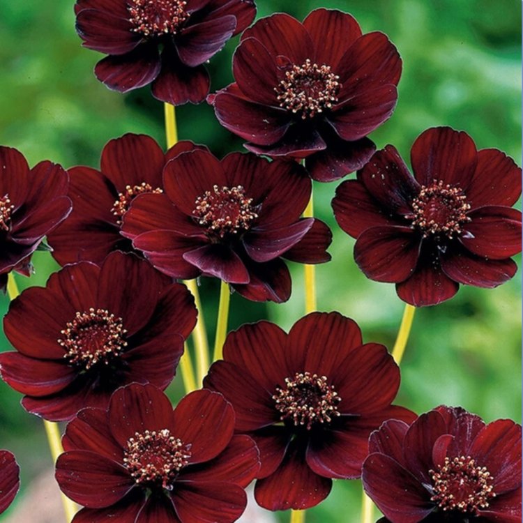 The Fascinating World of Chocolate Cosmos: A True Gift from Mother Nature